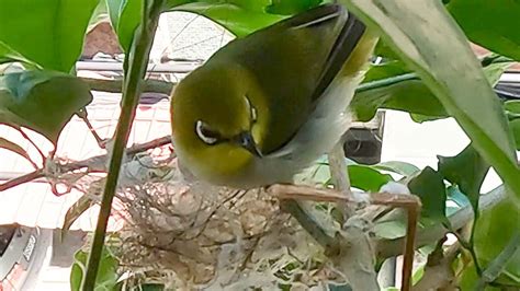 綠繡眼來家裡築巢|【綠繡眼飛來家裡】綠繡眼飛來家裡！野鳥報喜，預示著好。